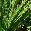 Eryngium alternatum