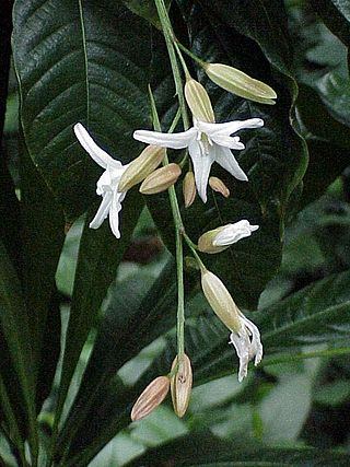 <i>Erythrochiton</i> Genus of flowering plants