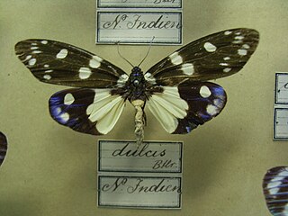 <i>Eterusia aedea</i> species of insect