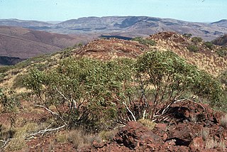 <i>Eucalyptus pilbarensis</i> Species of eucalyptus