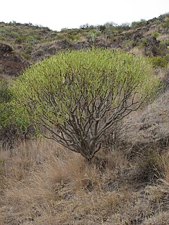 <i>Euphorbia lamarckii</i> species of plant