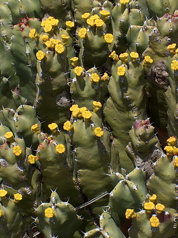 Euphorbia resinifera