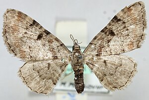 Eupithecia gigantea.JPG