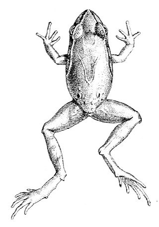 <i>Eupsophus calcaratus</i> Species of frog