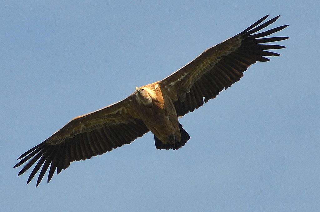 Eurasian griffon vulture - Wikipedia