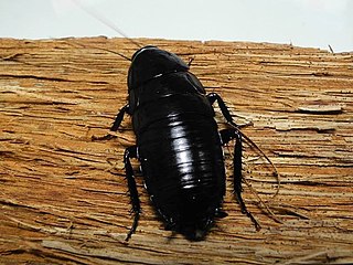 <i>Eurycotis lixa</i> Species of cockroach