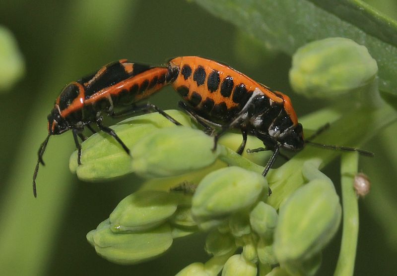 File:Eurydema rugosa (mating s2).JPG