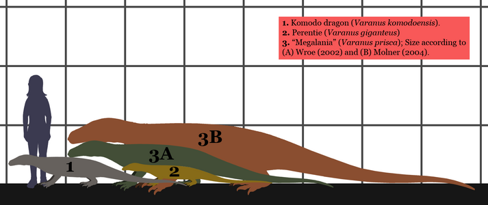 Dues estimacions de mida de megalània en comparació amb els varans existents i un humà; 1 (dragó de Komodo), 2 (perentie), 3a (megalània, [Wroe 2002]), 3b (megalània, [Molnar 2004])