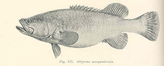 <span class="mw-page-title-main">Trout cod</span> Species of fish