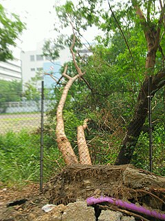 A fallen Leucaena leucocephala tree in Hong Kong, after being battered by Typhoon Vicente. Fallen Leucaena leucocephala in Hong Kong.jpg