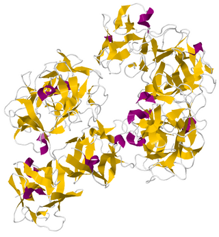 <span class="mw-page-title-main">Fascin</span> Actin bundling protein