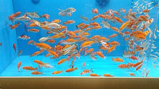 comet goldfish petsmart