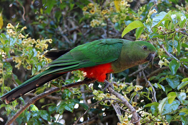 File:Female King Parrot.jpg