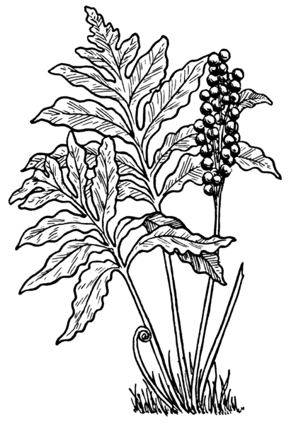 File:Fern1 (PSF).png