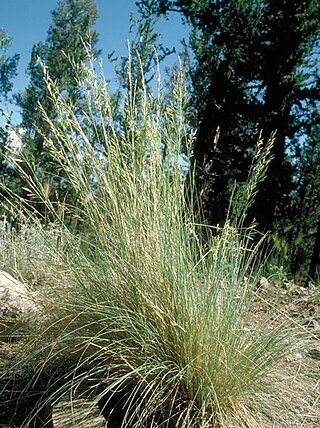 <i>Festuca arizonica</i> Species of flowering plant