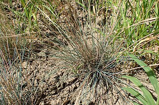 <i>Festuca psammophila</i> Species of grass
