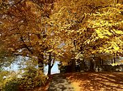 Arbre avec des feuilles jaunies voir oranges par l'automne