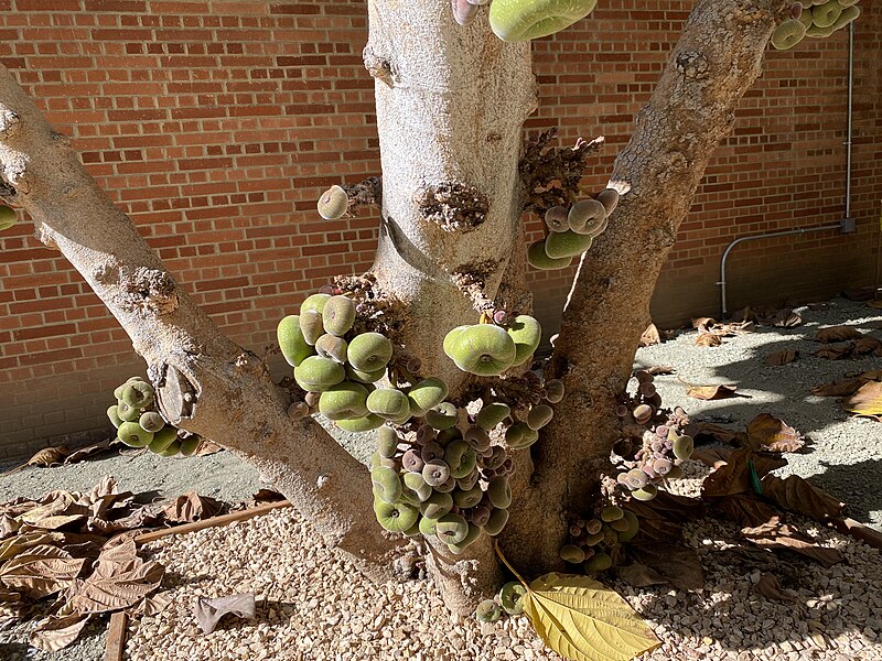 File:Ficus UCLA.jpg