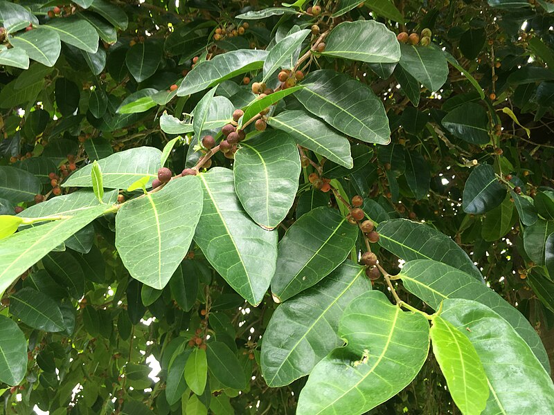 File:Ficus tinctoria mati.jpg