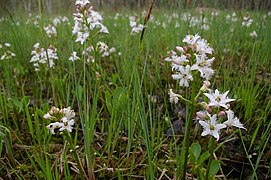 Menyanthes trifoliata