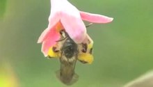 File:Fine-tuned-Bee-Flower-Coevolutionary-State-Hidden-within-Multiple-Pollination-Interactions-srep03988-s3.ogv