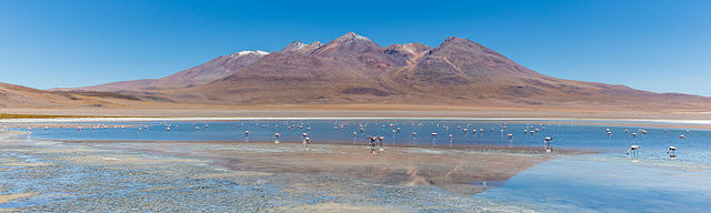 Колония андских фламинго (Phoenicopterus andinus) на соляном озере Каньяпа (Потоси, Боливия)