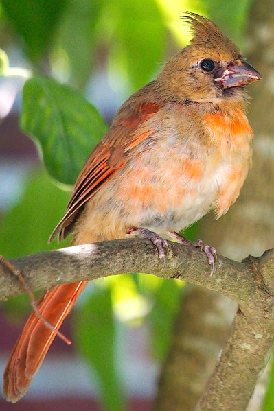 File:Fledgling Northern Male Cardinal - Manhasset, NY.tif