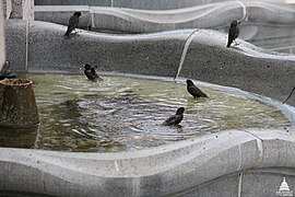 Baignade collective dans la fontaine du Capitole (USA).