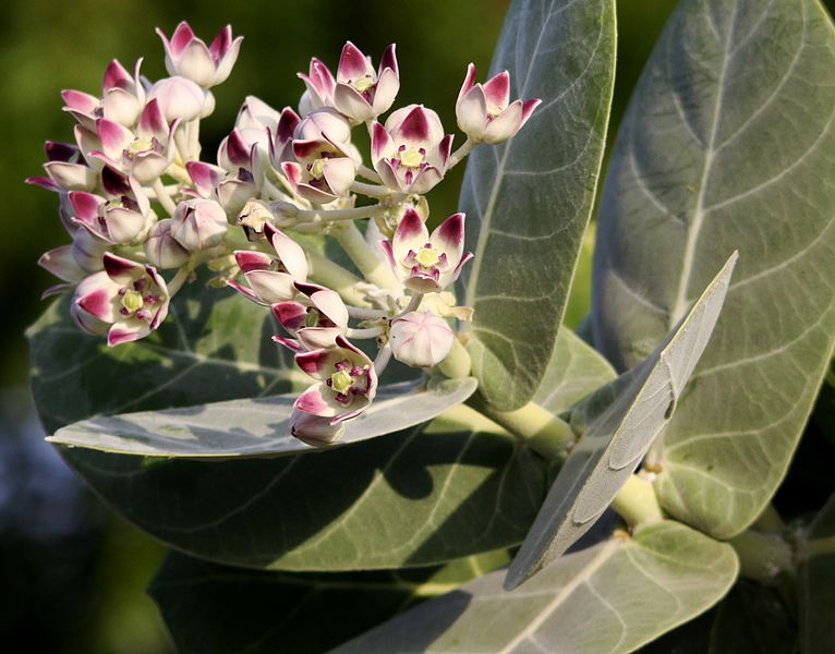 File:Flickr - don macauley - Flower of a tree.jpg