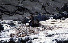 Nesting Flightless Cormorant (Phalacrocorax harrisi) on nest.jpg