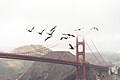 Flocks In San Francisco (Unsplash).jpg