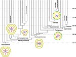 Vignette pour Magnoliophyta (classification phylogénétique)