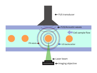 In-vitro cytometry methods use FUS paired with lasers to detect biomarkers in a sample flowing through a microfluidic system via PA waves and US backscatter signals. Flow cytometry in vitro.png