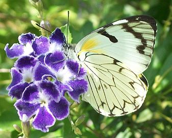 人紋貝粉蝶 Belenois zochalia
