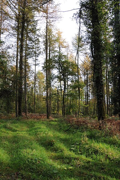 File:Forest near Curley Oak - geograph.org.uk - 3192054.jpg