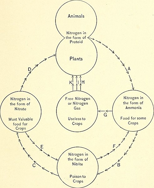 File:Forest physiography; physiography of the United States and principles of soils in relation to forestry (1911) (14776373752).jpg