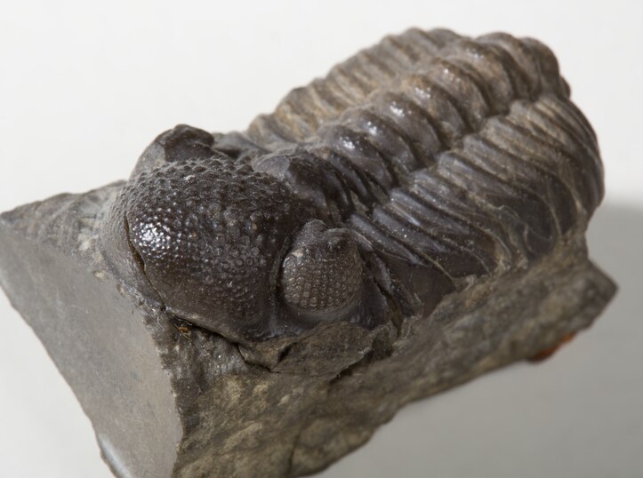 File:Fossil trilobite.tif