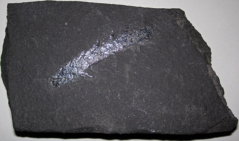 File:Fossiliferous sulfidic shale (Kupferschiefer Formation, Upper Permian; near Eisleben, Germany) 1 (45787351935).jpg