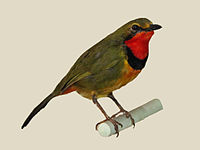 Bushshrike, Four-colored Telophorus viridis