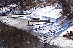 Anas platyrhynchos ducks in Montello, Wisconsin