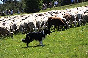 Border collie som gjetarhund