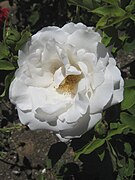 'Frau Karl Druschki'[7]​ Peter Lambert 1901. Híbrido de té. Sin perfuma. Rosa blanca inusualmente pura. Esta rosa revolucionó las rosas blancas y tiene muchos descendientes, al menos uno en el jardín Nieuwesteeg.