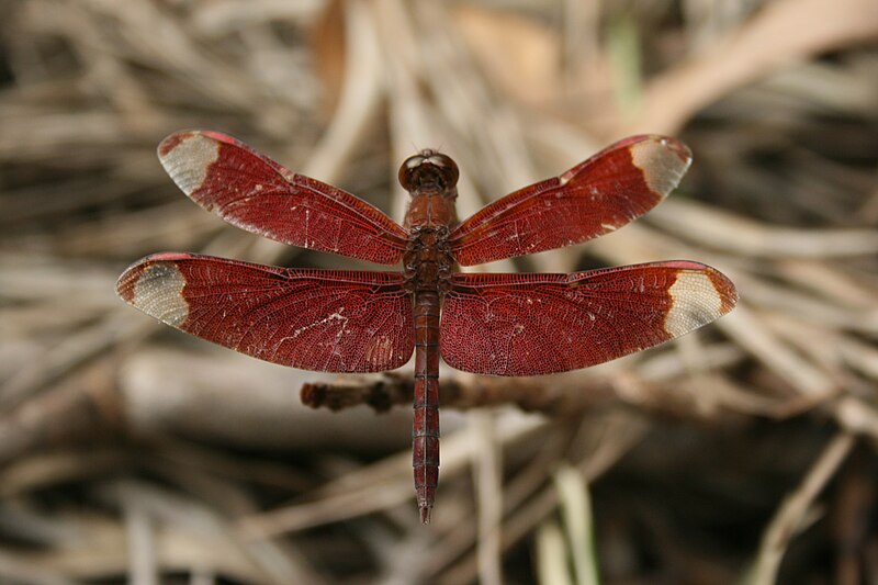 File:Fulvous forest skimmer from Valparai, Anaimalai Hills IMG 2180.jpg