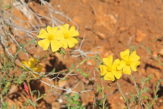 <i>Fumana arabica</i> Species of plant