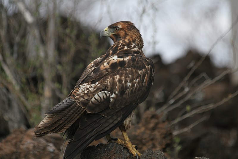 File:Galápagos Hawk, (Buteo galapagoensis) -looking for prey.jpg