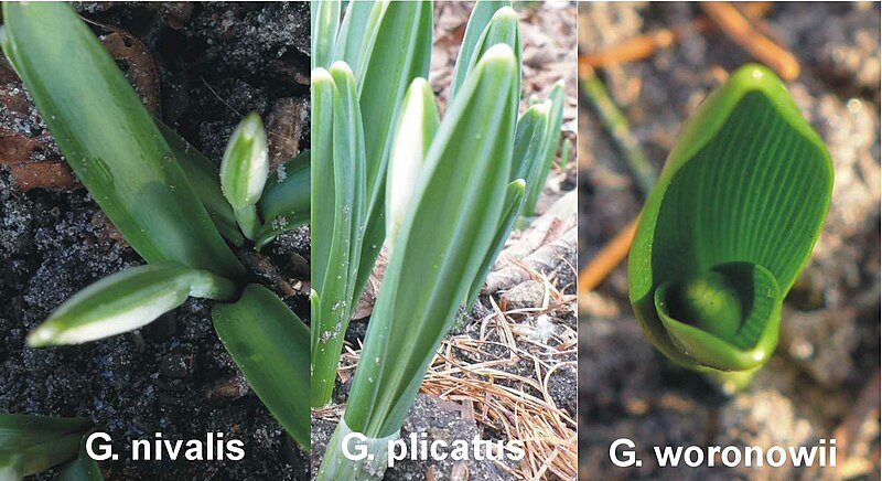 File:Galanthus vernation types.jpg