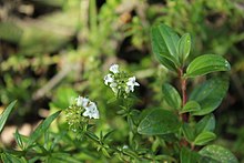 Galianthe bogotensis.jpg