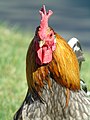 * Nomination Gallus gallus domesticus (rooster) in Parque Quevedo (León, Spain). --Drow male 08:21, 18 April 2019 (UTC) * Promotion  Support Quality. --Acabashi 09:01, 18 April 2019 (UTC)