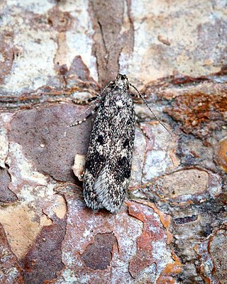 <i>Gelechia scotinella</i> Species of moth