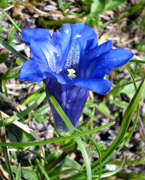 File:Gentiana-clusii-ClusiusEnzian.jpg